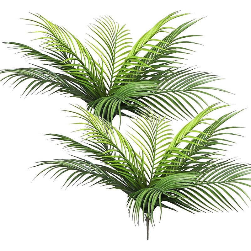 Dracaena Marginata - 20,47 pol. 9 folhas de plantas