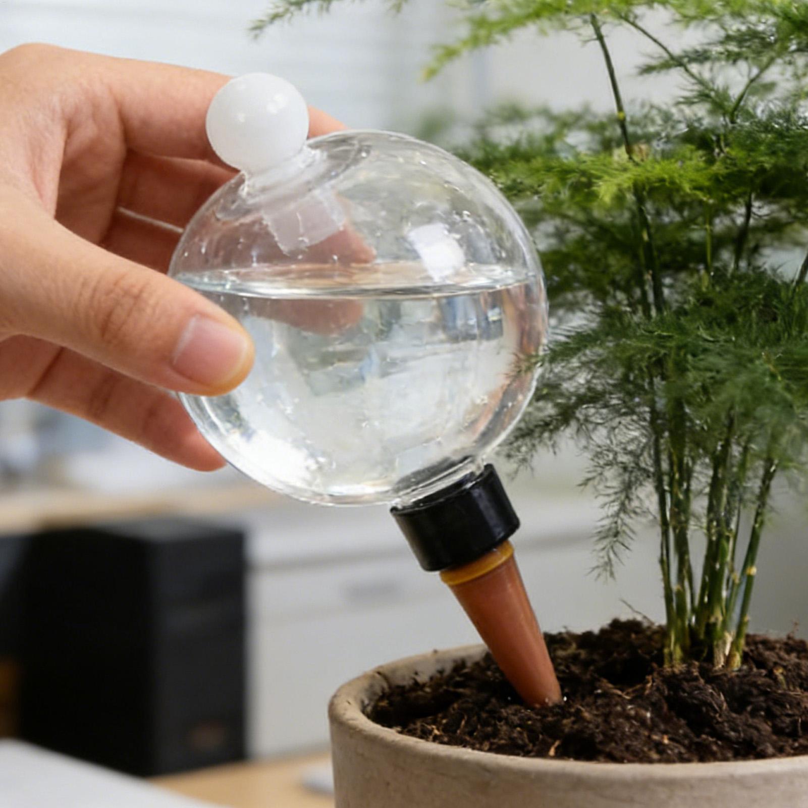 Bolas de Rega Automática para  - Echeveria Succulent avaliação e preço
