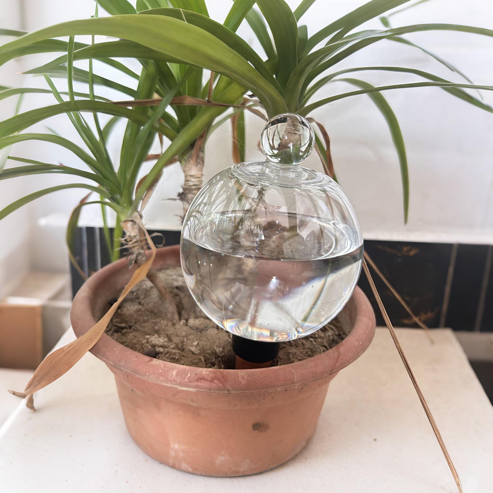 Bolas de Rega Automática para  - Echeveria Succulent avaliação e preço