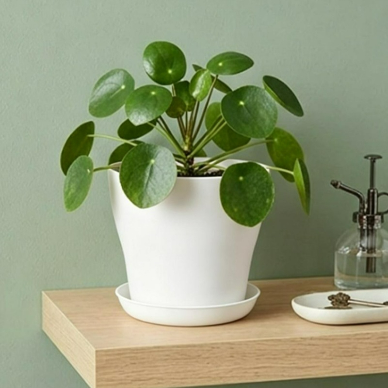 Conjunto de Vasos com Furos de - Aloe Vera Pot avaliação e preço